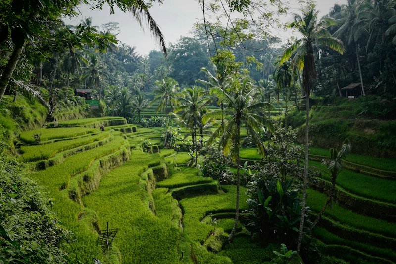 Rice terraces in Bali